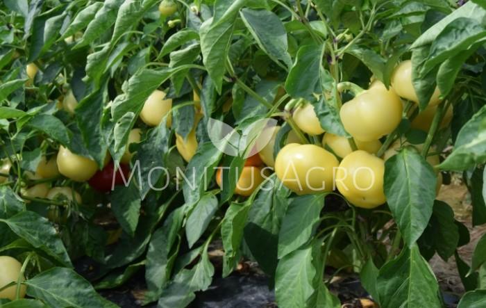 MONITUS AGRO d.o.o.