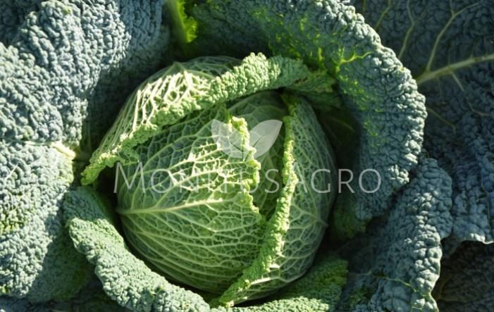MONITUS AGRO d.o.o.