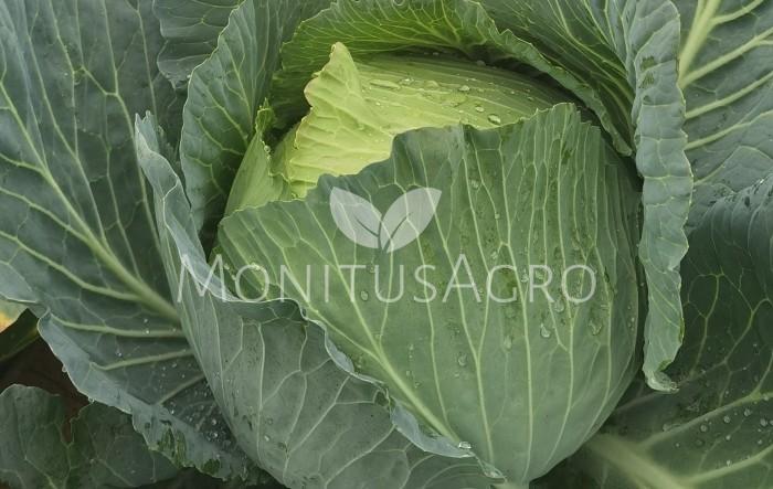 MONITUS AGRO d.o.o.