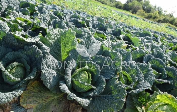 MONITUS AGRO d.o.o.