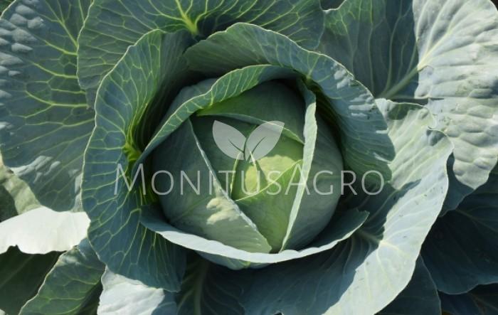MONITUS AGRO d.o.o.