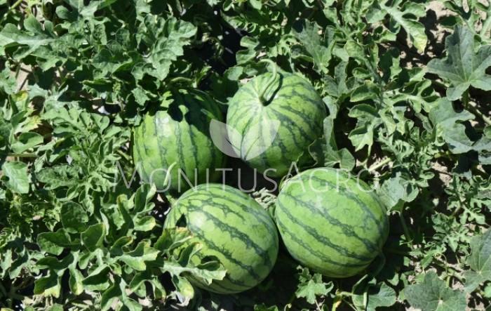 MONITUS AGRO d.o.o.