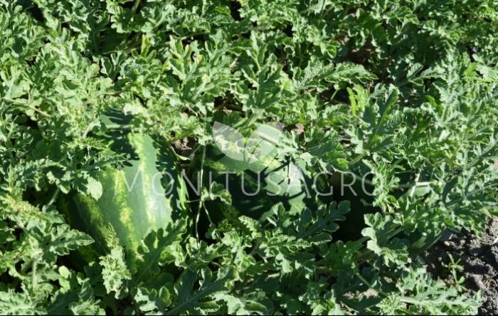 MONITUS AGRO d.o.o.