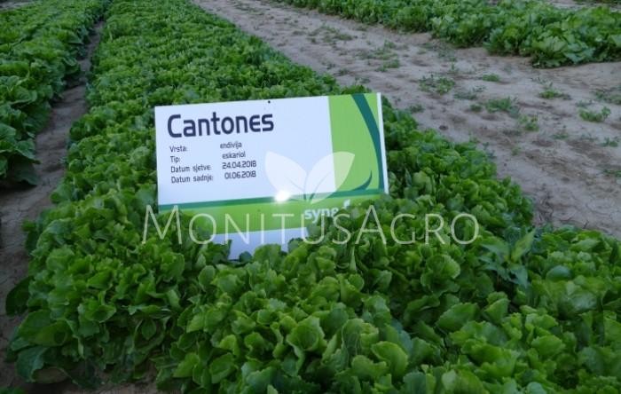 Cantones