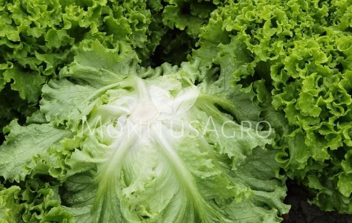 MONITUS AGRO d.o.o.
