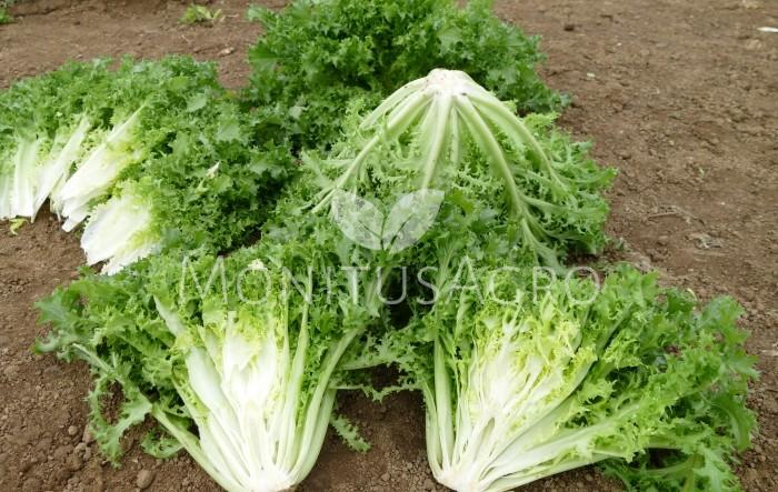 MONITUS AGRO d.o.o.