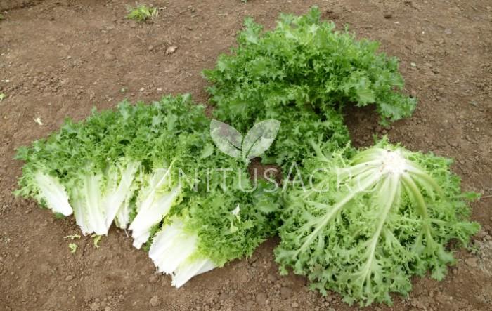 MONITUS AGRO d.o.o.