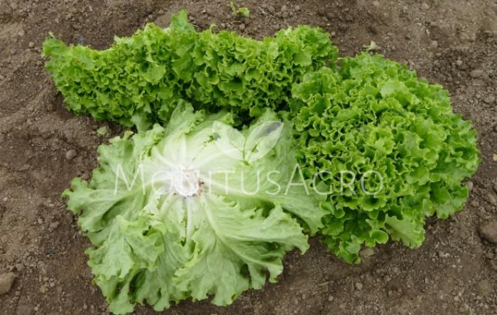MONITUS AGRO d.o.o.