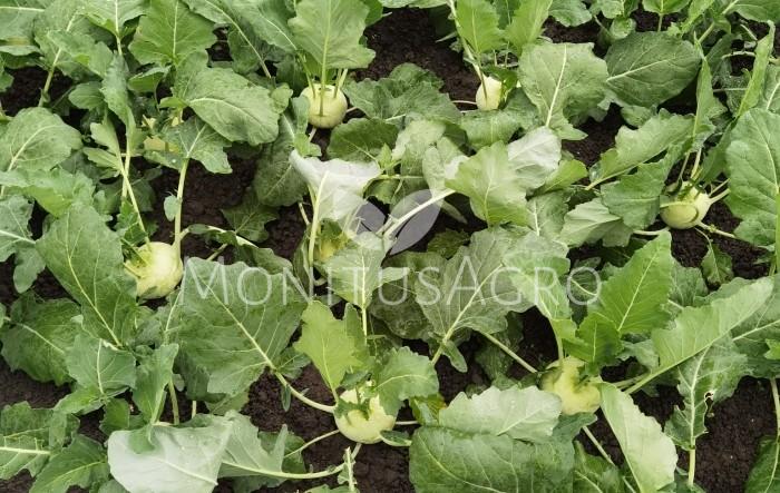 MONITUS AGRO d.o.o.