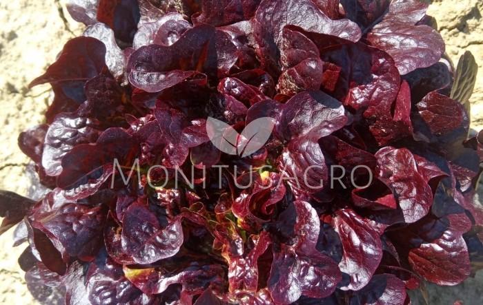 MONITUS AGRO d.o.o.