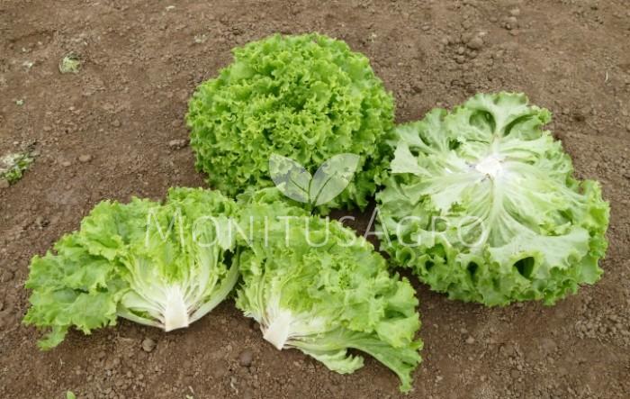 MONITUS AGRO d.o.o.