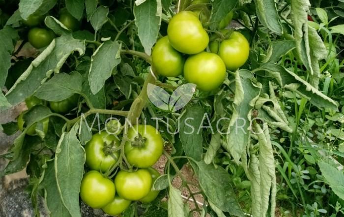 MONITUS AGRO d.o.o.