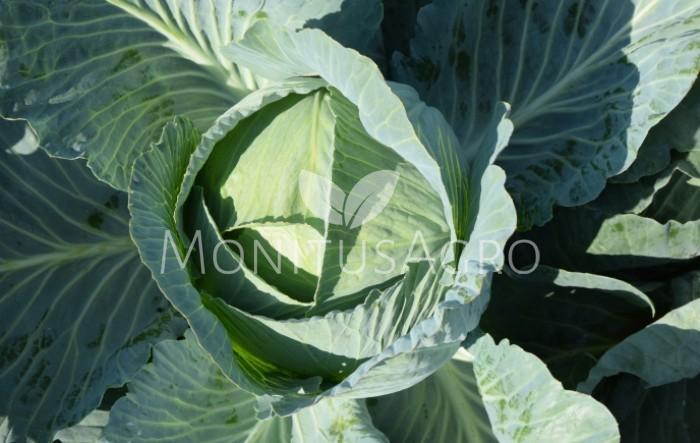 MONITUS AGRO d.o.o.
