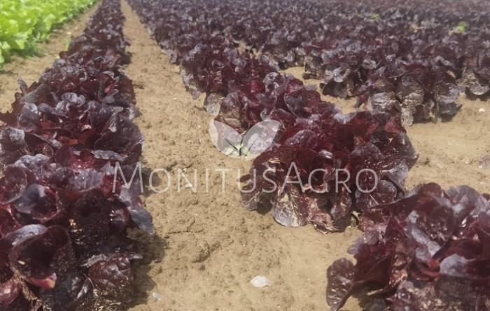 MONITUS AGRO d.o.o.
