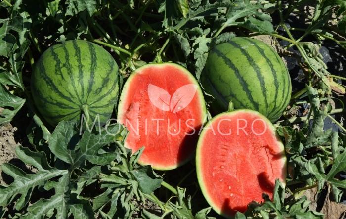 MONITUS AGRO d.o.o.