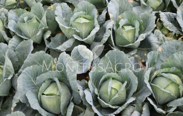 MONITUS AGRO d.o.o.