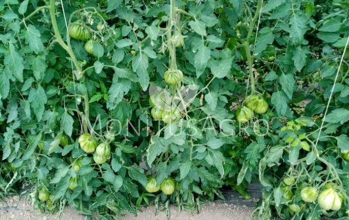 MONITUS AGRO d.o.o.