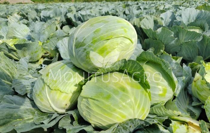 MONITUS AGRO d.o.o.