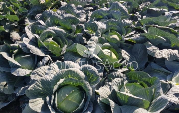 MONITUS AGRO d.o.o.