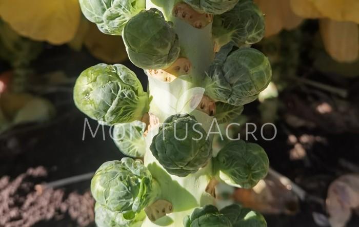 MONITUS AGRO d.o.o.