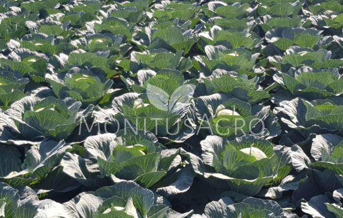 MONITUS AGRO d.o.o.