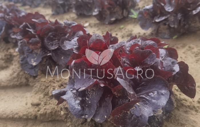 MONITUS AGRO d.o.o.