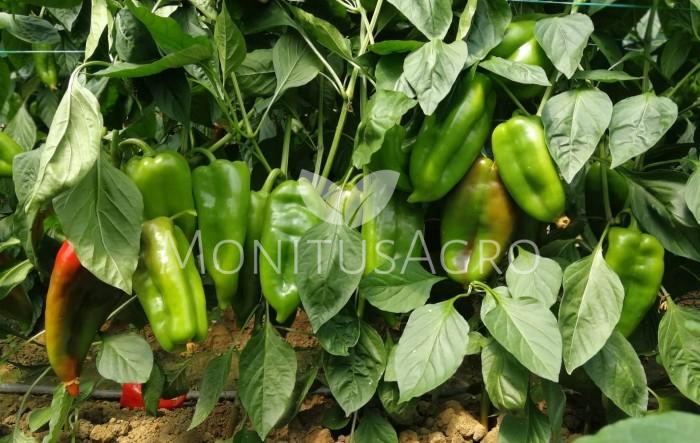 MONITUS AGRO d.o.o.