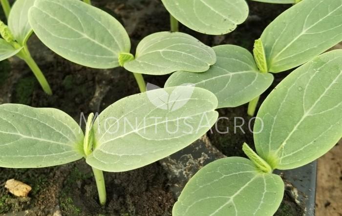 MONITUS AGRO d.o.o.
