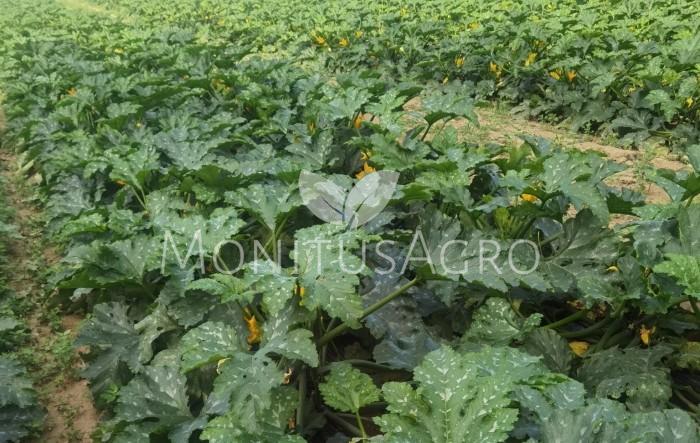 MONITUS AGRO d.o.o.