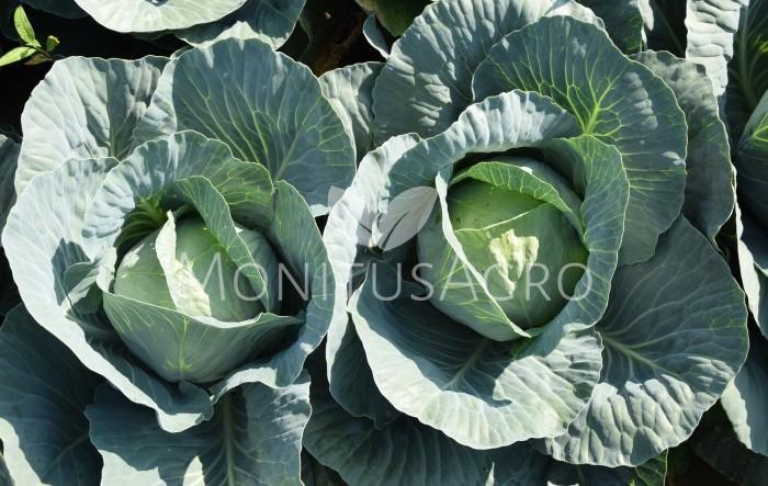 MONITUS AGRO d.o.o.