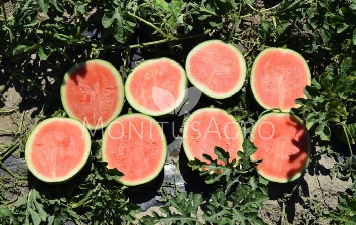 MONITUS AGRO d.o.o.
