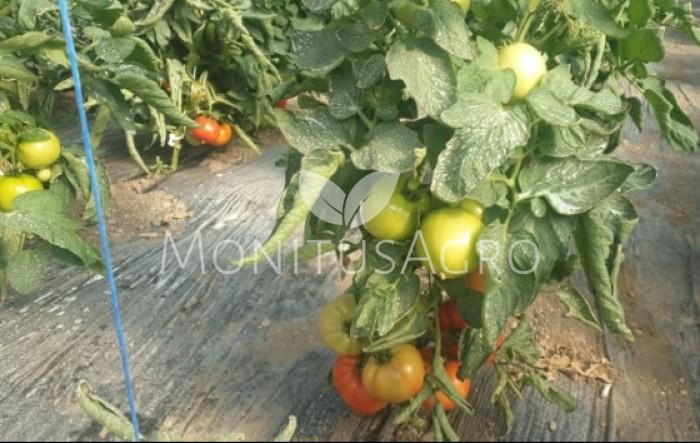 MONITUS AGRO d.o.o.