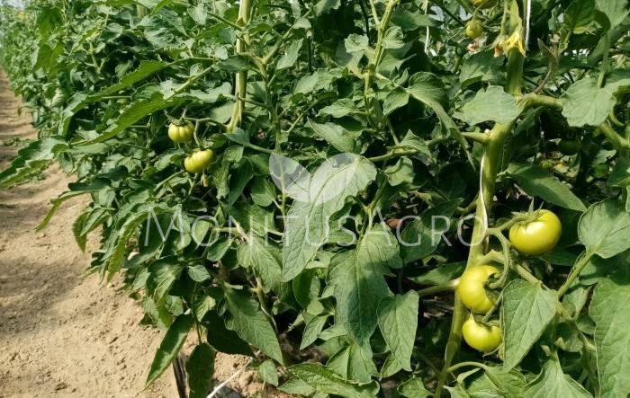 MONITUS AGRO d.o.o.