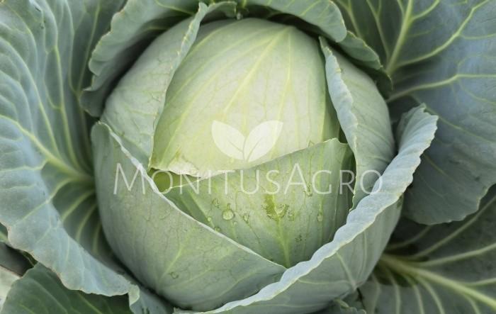 MONITUS AGRO d.o.o.