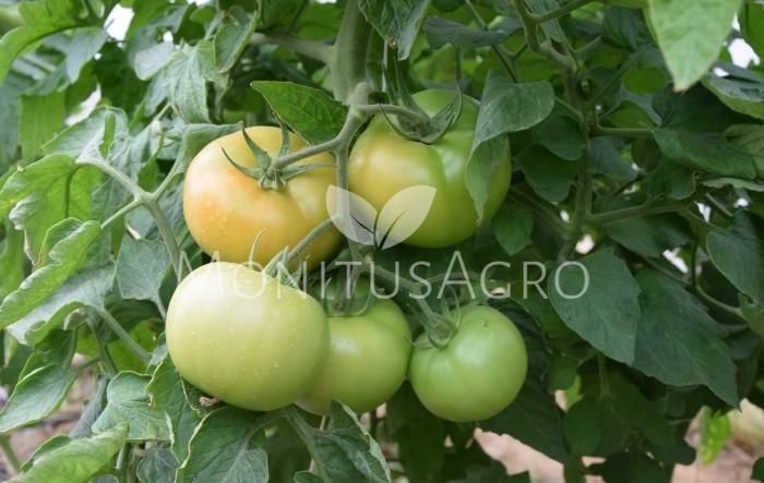 MONITUS AGRO d.o.o.