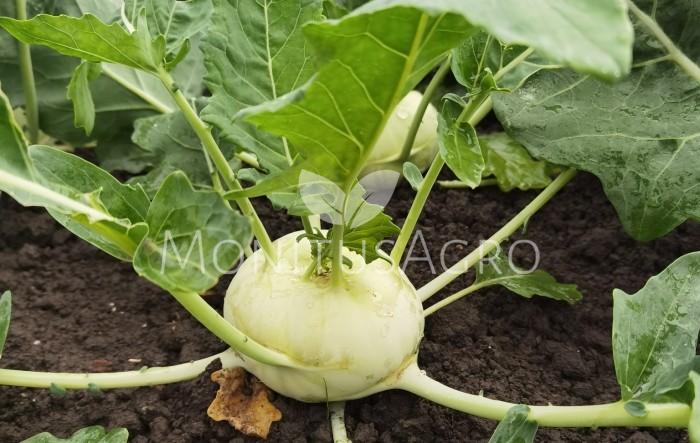 MONITUS AGRO d.o.o.