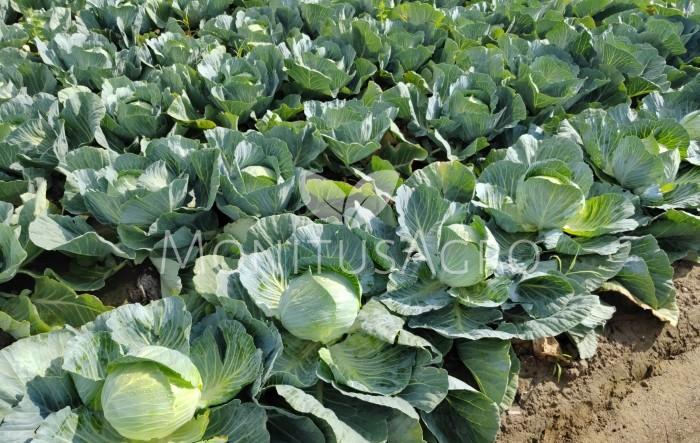 MONITUS AGRO d.o.o.