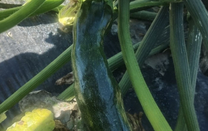 MONITUS AGRO d.o.o.
