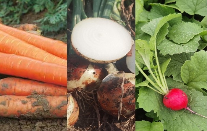 Korijenasto i lukovičasto povrće