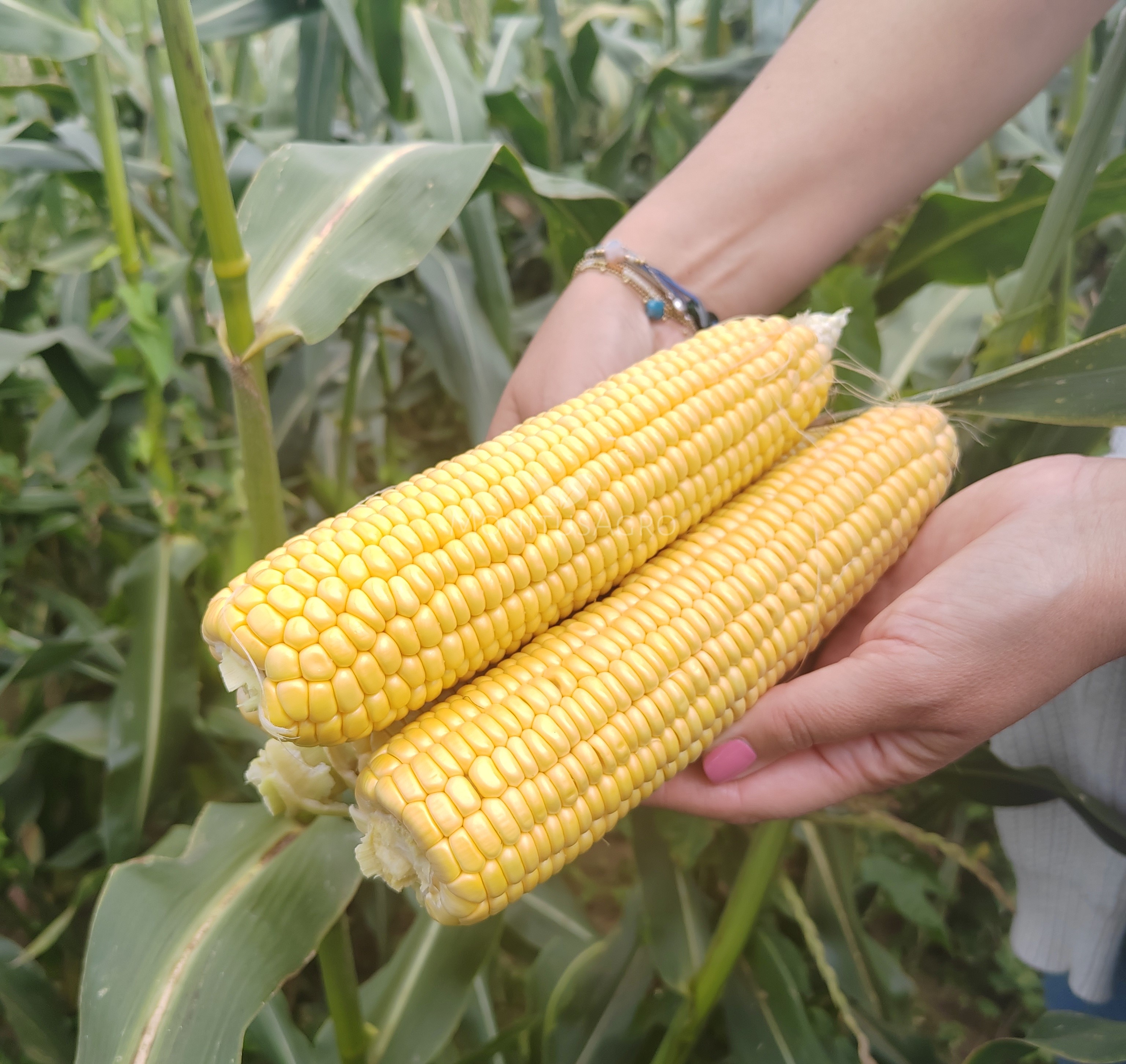 MONITUS AGRO d.o.o.