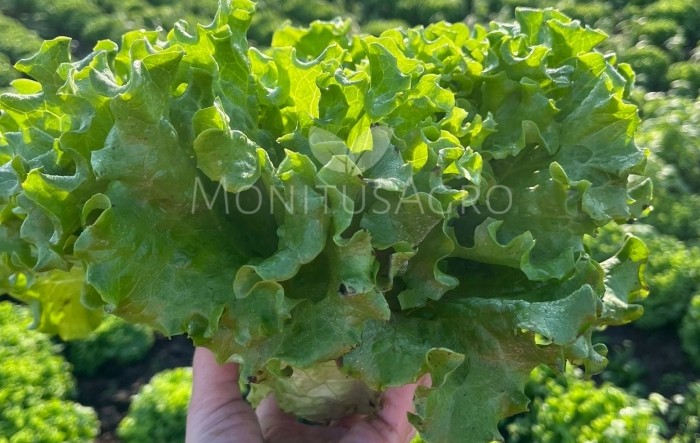 MONITUS AGRO d.o.o.