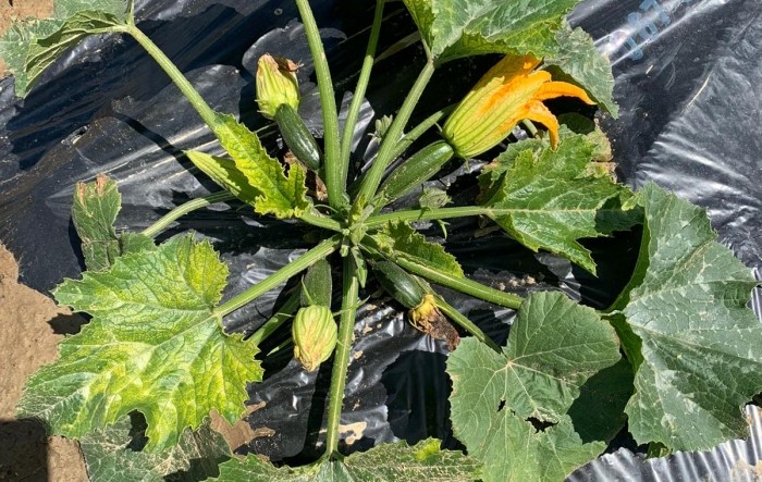 MONITUS AGRO d.o.o.