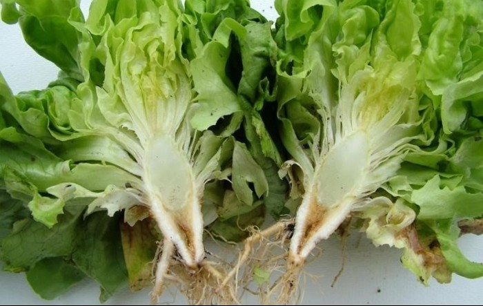 Upoznajmo se s bolestima: venuće salate