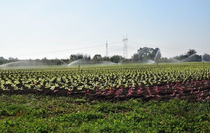 Upoznajmo se s biljkama: nutritivna vrijednost salate