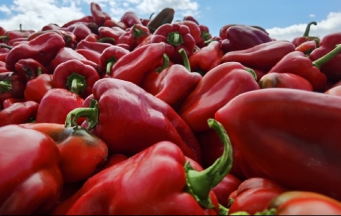 Berba Carpela u punom jeku