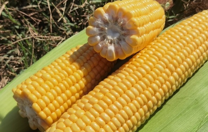 Na berbu stigli i pokusni šećerci