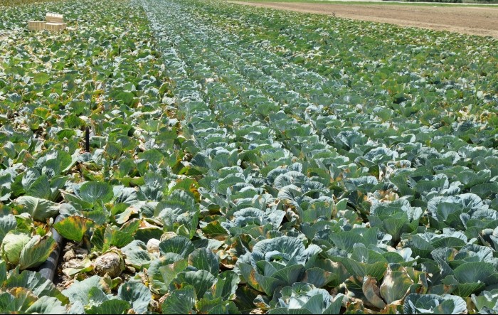 Upoznajmo se s bolestima: crna trulež provodnih snopova kupusnjača