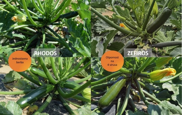 Nove tikvice sjemenske kuće Syngenta