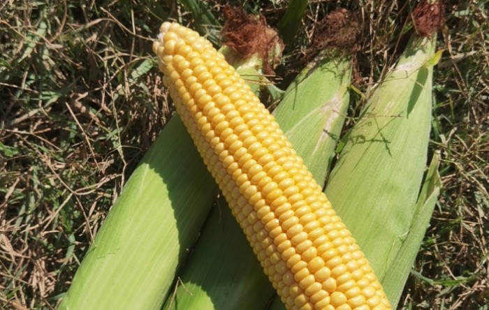 MONITUS AGRO d.o.o.