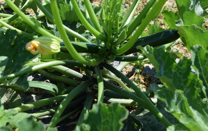 MONITUS AGRO d.o.o.